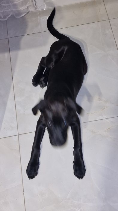 Cane corso 3 miesieczny