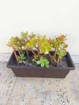 Planta Suculenta - Jade