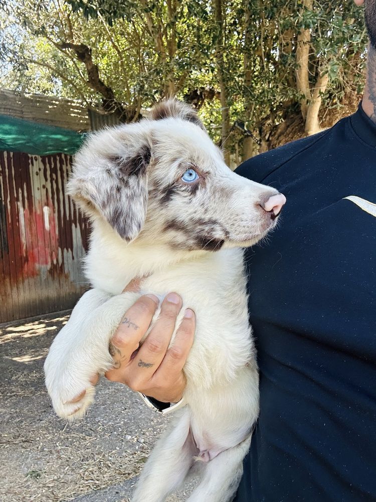 Excelente menino border collie merle olhos claros