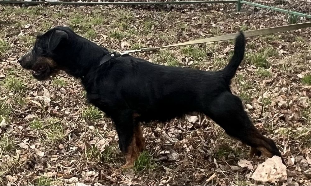 Німецький ягдтерʼєр цуценята