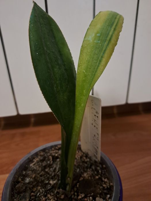 Сансевієрія "Сенегамбіка"