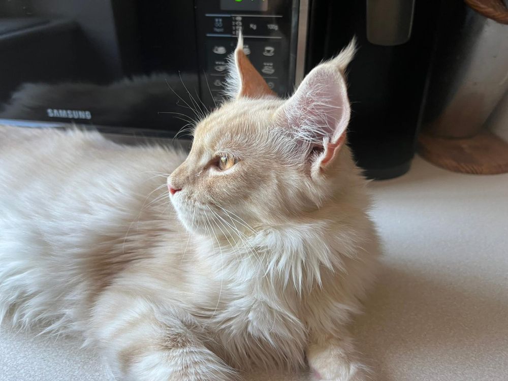Kotka Maine Coon “DORIS” es23 FPL/FIFE kremowa ze srebrem LINIA SHADED