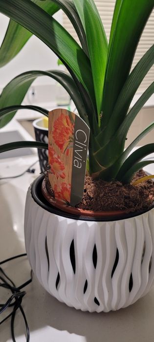 Clivia - kwiat doniczkowy