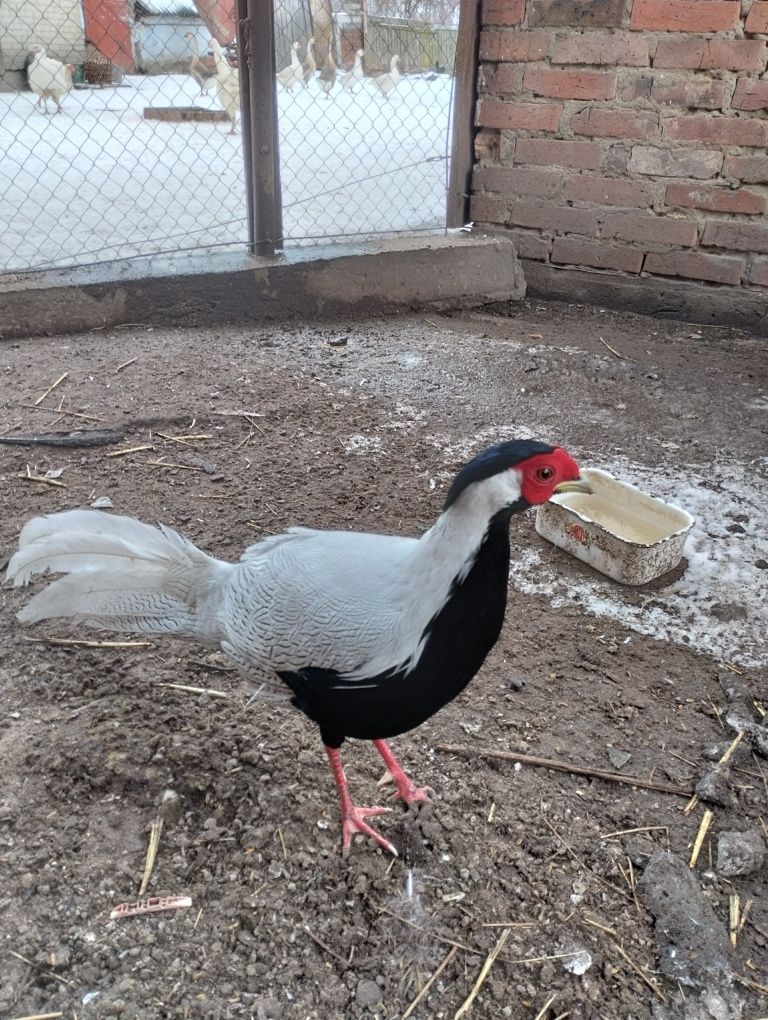 Продам самців срібних