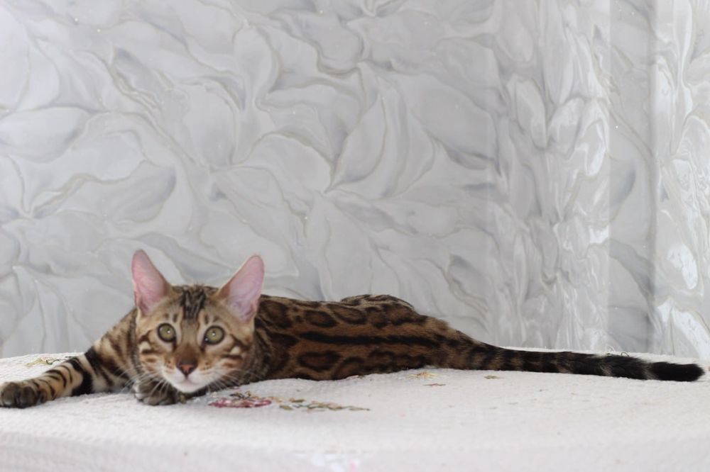 Бенгальський котик