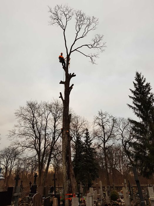 Ścinka drzew / wycinka drzew / wycięcie drzewa / Rębak do gałęzi
