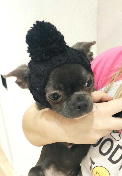 капор в'язана шапка для собак мілкої породи чихуахуа той терьер йорк