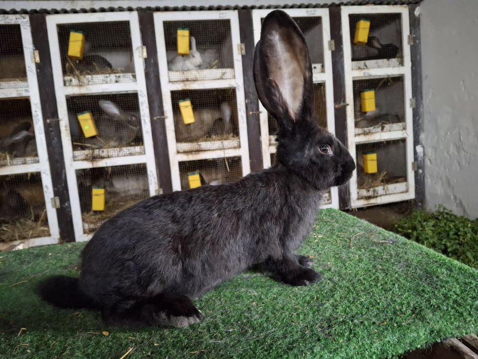 Olbrzym belgijski czarny