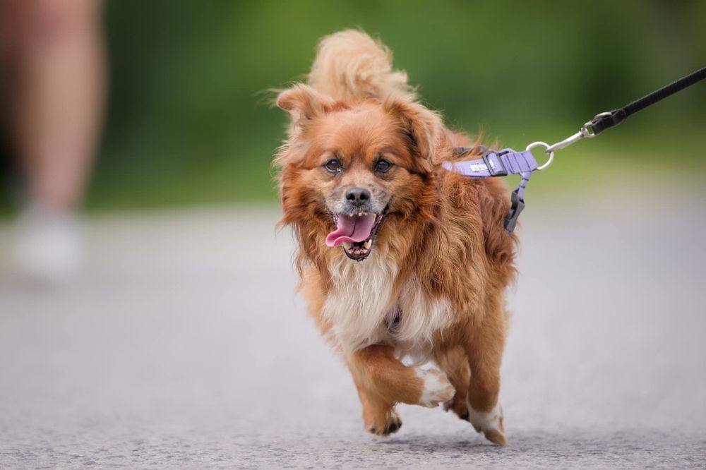 Maly rozbrykany Boguś czeka na dom