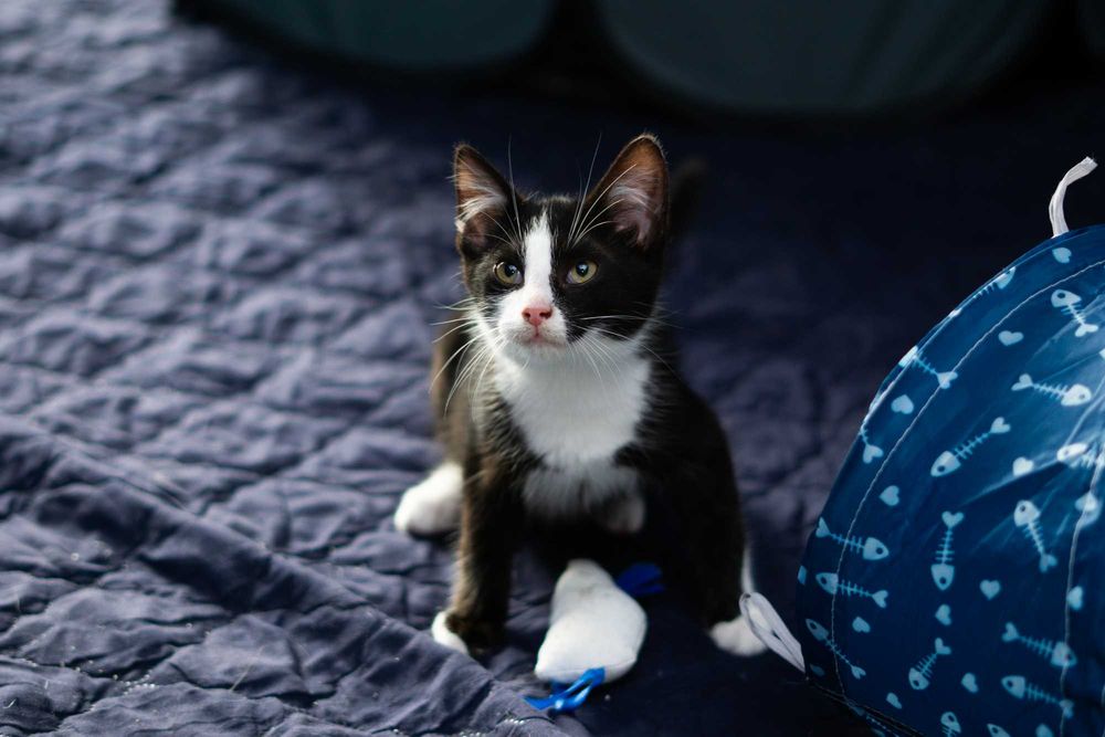 Popcorn - kot do adopcji