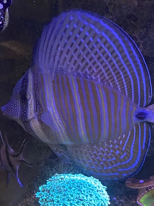 Pterapogon i Veliferum pilne