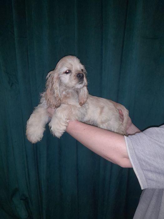 Американский кокер спаніель.