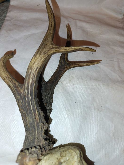 bardzo ciekawe poroże kozła sarny