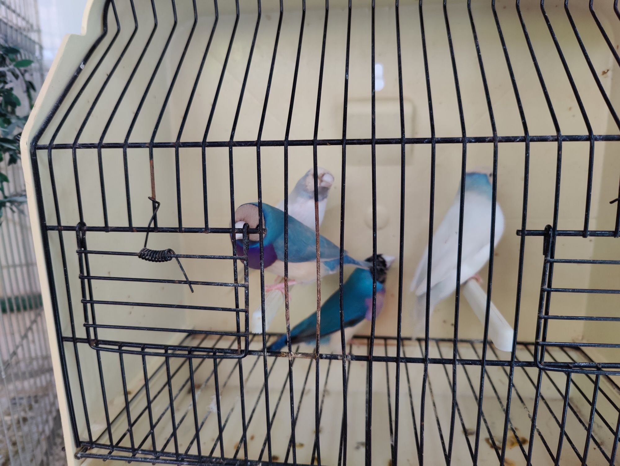 Diamantes Gould boa qualidade