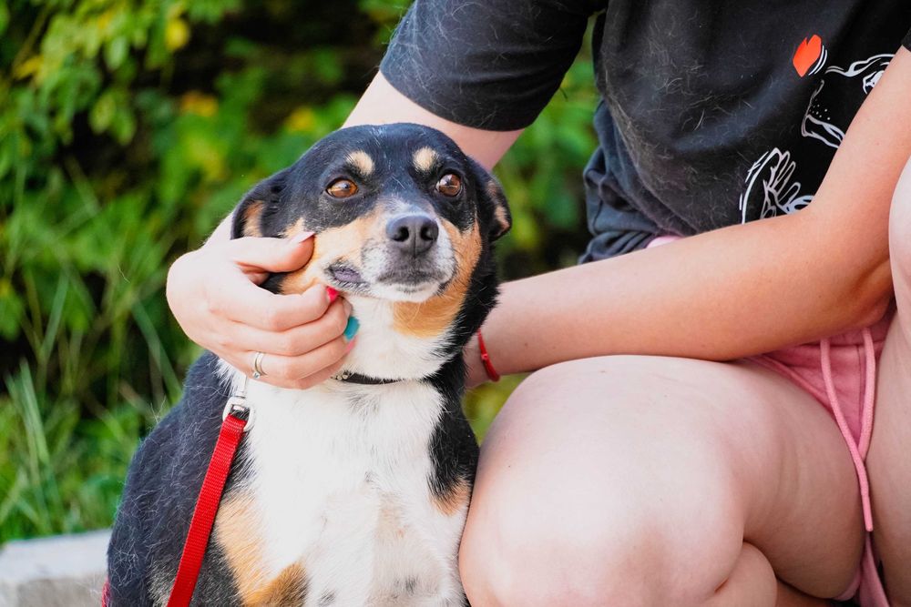 Fiber - uroczy piesek szuka domu