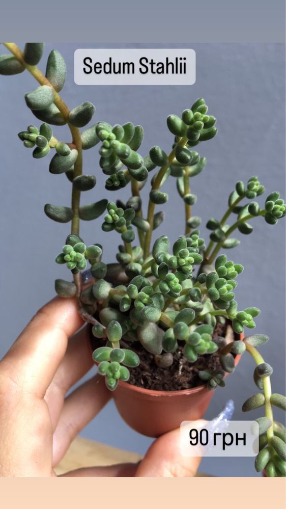 Sedum 10 видів седуму , Rubrotinctum aurora, adolphii,