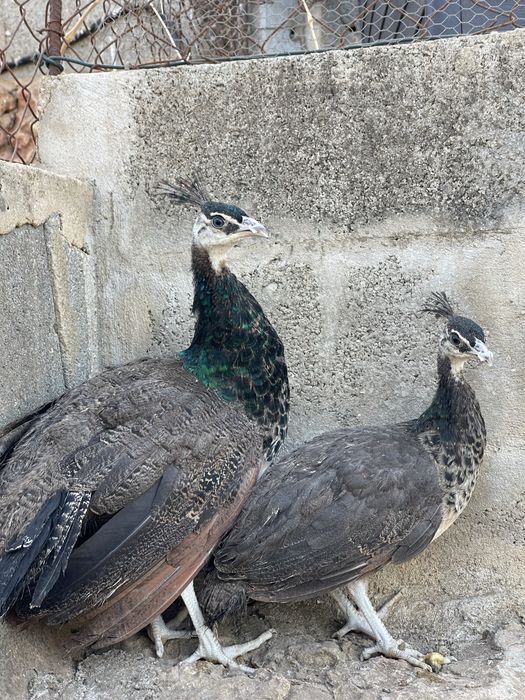 Casal de pavoes 2025