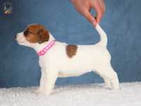 Jack Russell Terrier ZKwP FCI po Ch.Pl