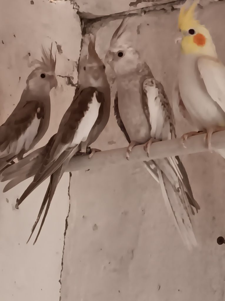 Caturras deste ano