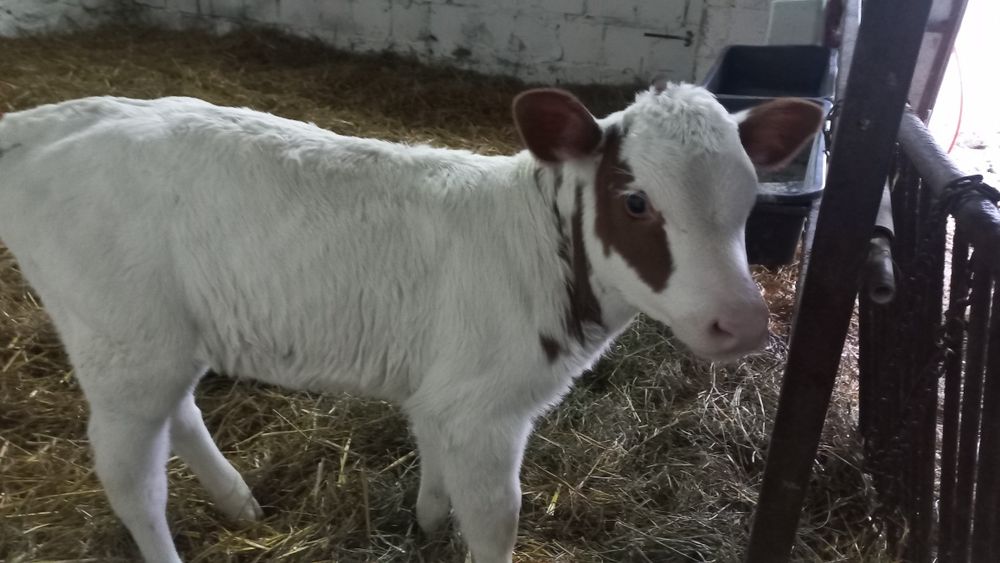 Sprzedam byczki i jałówki
