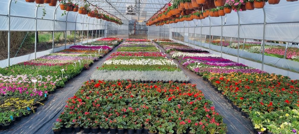 Kwiaty Supertuniia Vista, Pelargonia, Petunia, Begonia