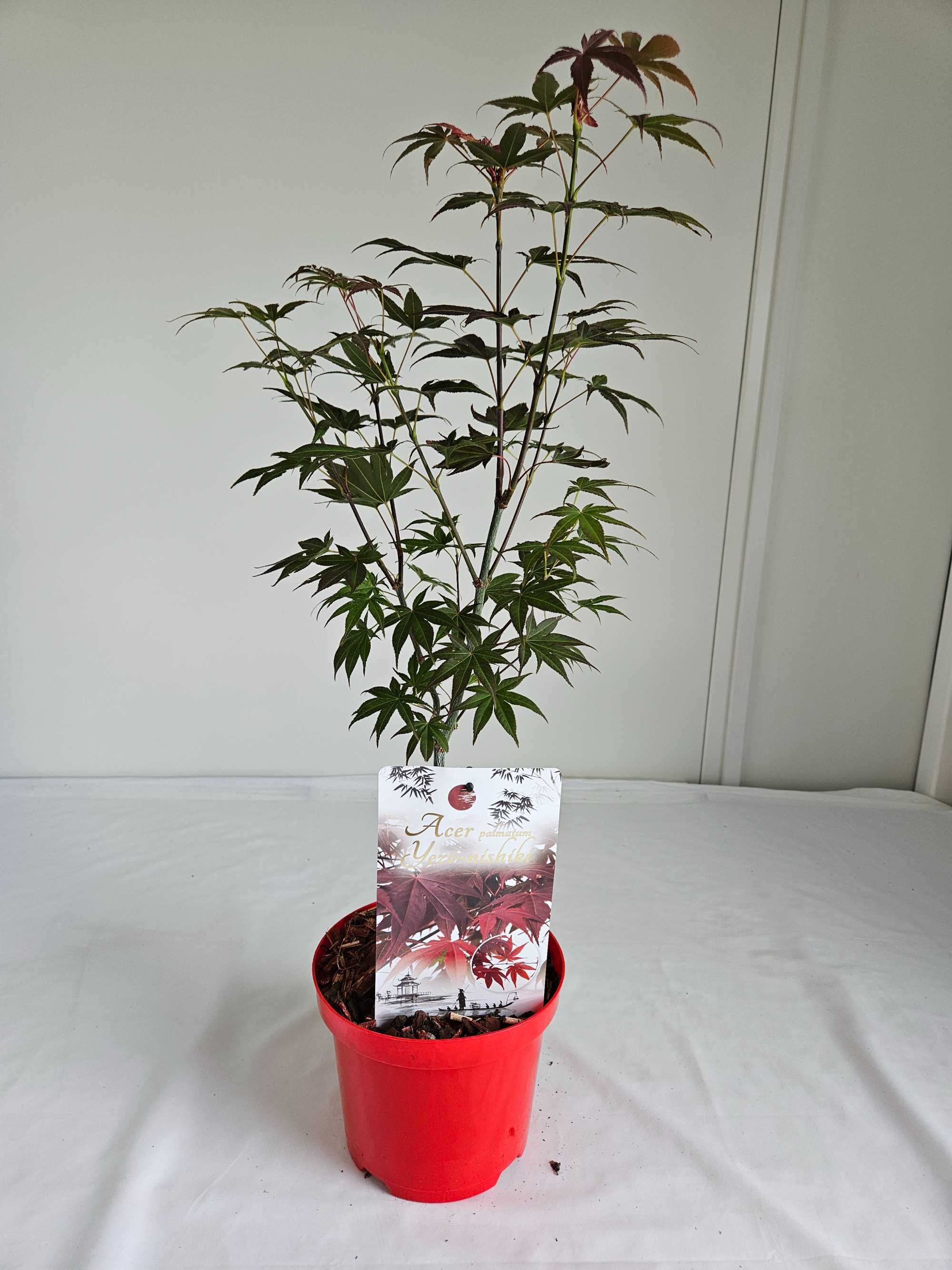 Klon palmowy – Yezo Nishiki (Acer palmatum 'Yezo Nishiki')