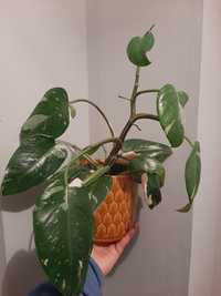 Philodendron white princess