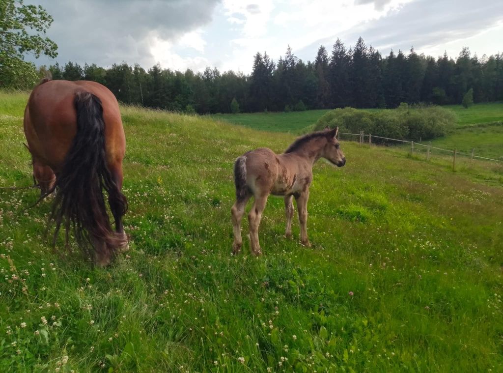 Sprzedam klacz ze źrebakiem(ogierek)