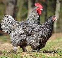 гріз бар інкубаційне яйце Україна та Угорщина