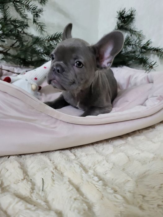 Французький бульдог