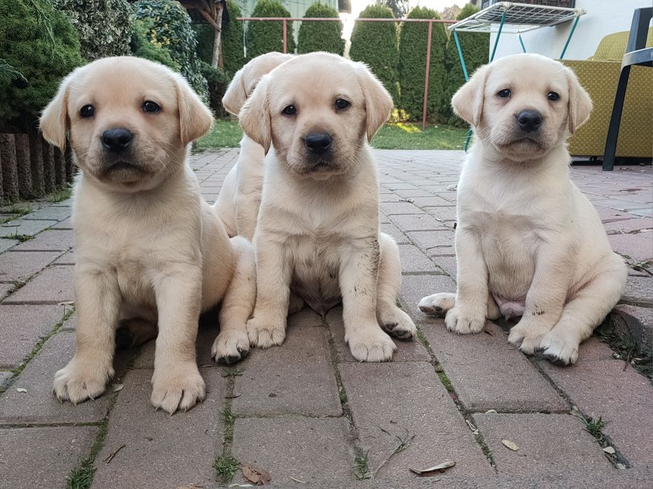 Labrador Retriever, biszkoptowy szczeniak! Już do odbioru!
