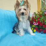 MARLEY piękny piesek Yorkshire terrier biewer