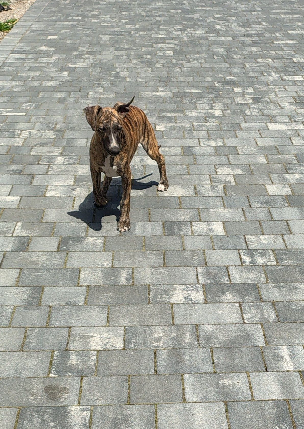 Whippet FCI piesek