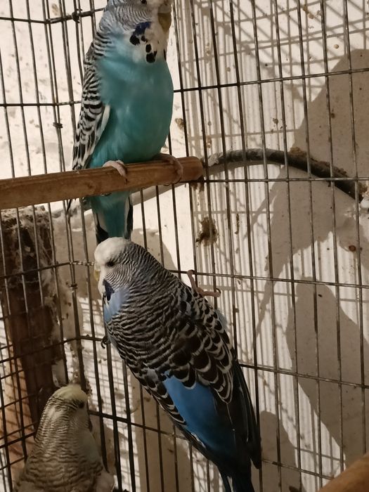 3 fêmeas piriquitos ingles