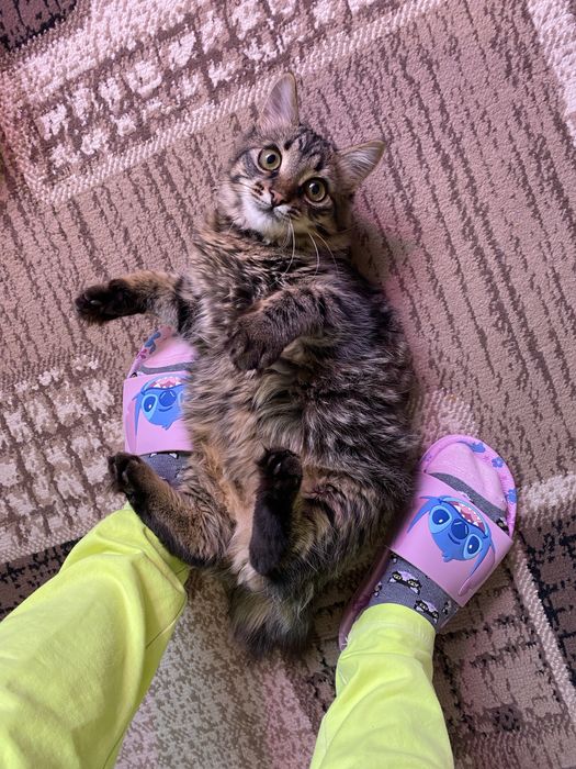 Котенок в заботливые руки