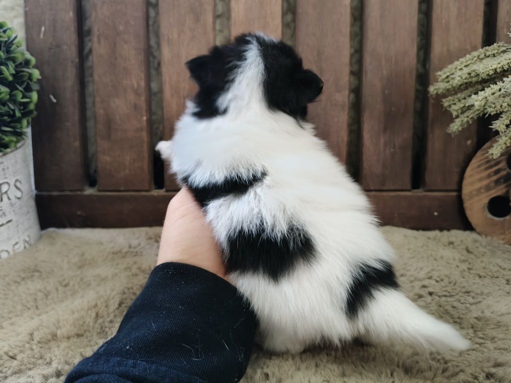 Spitz alemão menina