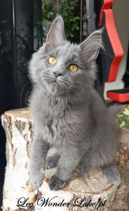 Niebieski Maine Coon - hodowlany - FPL