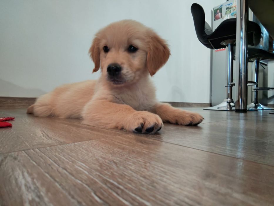 Linia amerykańska rudy samczyk  ZKPL/DNA/gen/ badania