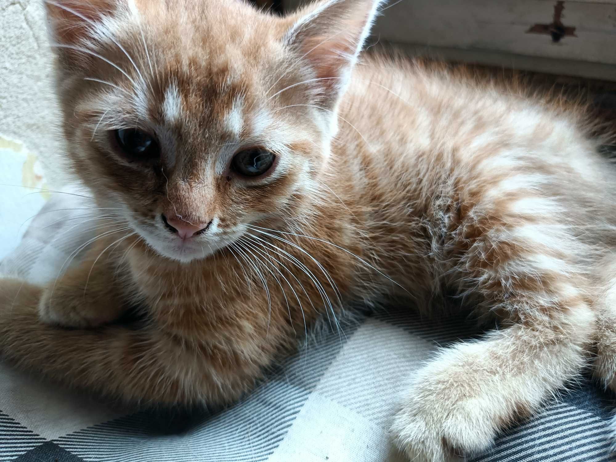 Mały rudy kotek Garfield szuka domu (nr 10)