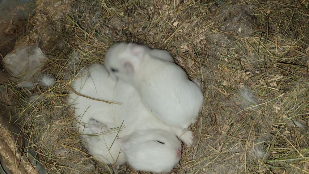 Króliczki karzełki, rex, miniaturki urodzone 17.11