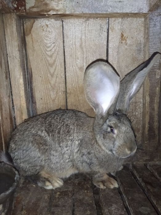 Кролі бельгійський велетень фландр