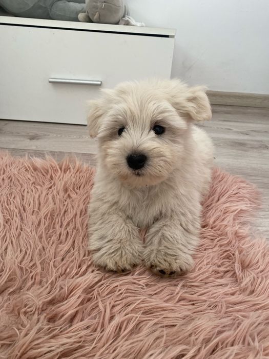 West highland white terrier szczeniaki