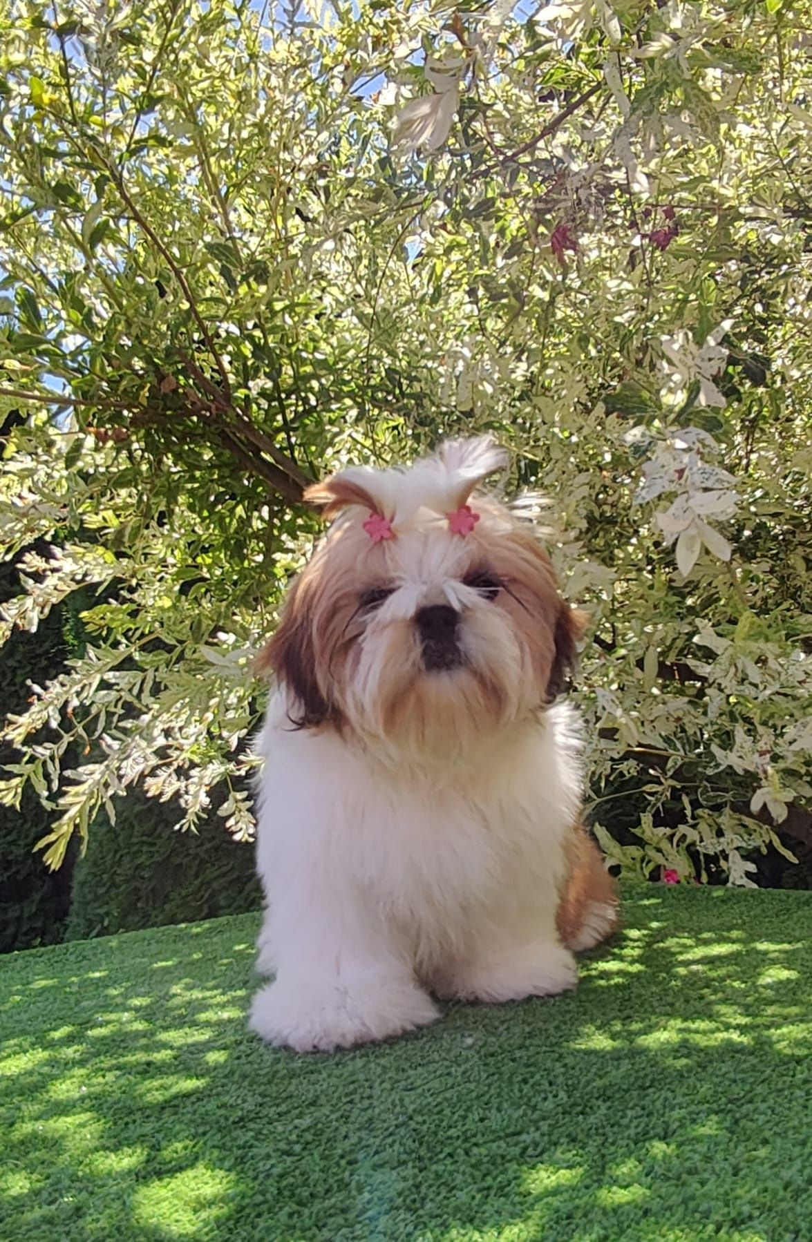 Shih Tzu suczka z metryką ZKwP FCI