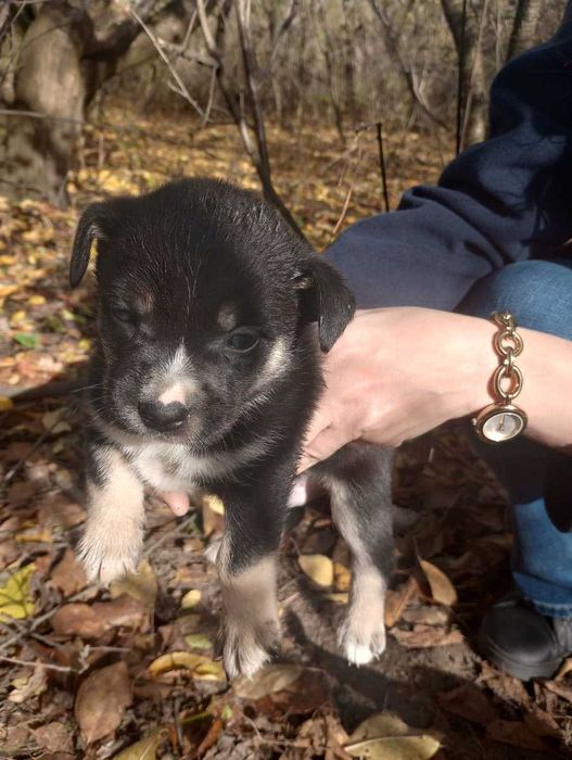 szczeniaki do oddania