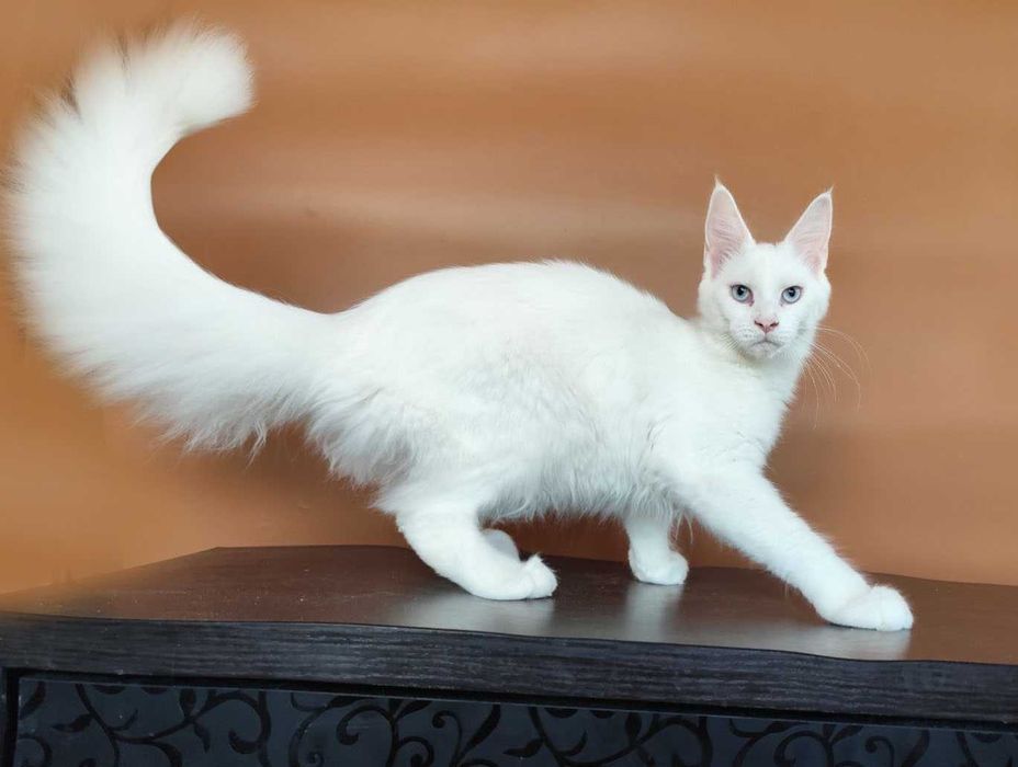 Чистокровная Мейн кун девочка с голубыми глазами