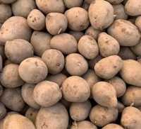 Ziemniaki Gala  Belarosa  wielkość sadzeniaka cena 1500 zł tona