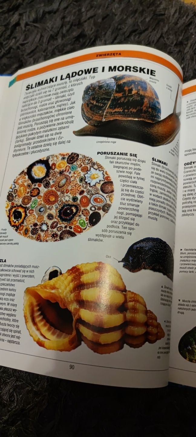 Encyklopedia dla dzieci Przyroda ilustrowana prezent