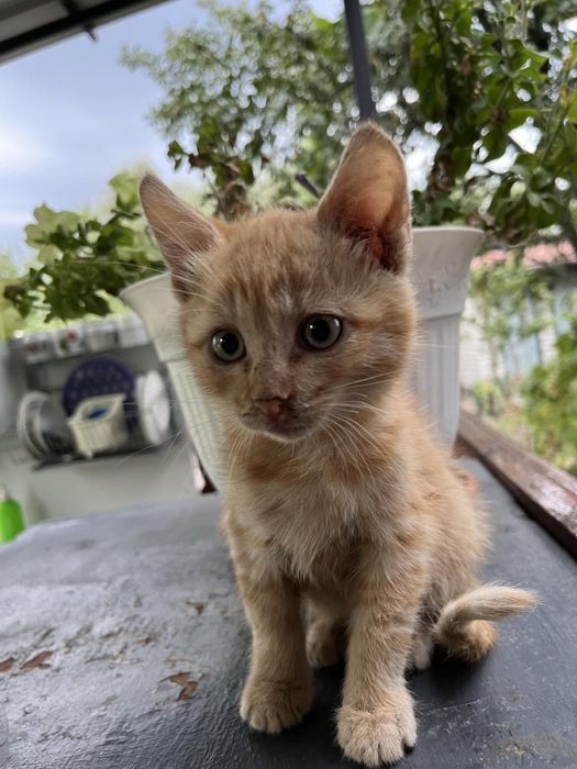 Вддамо коиків.Рижий  та чорний хлопчик
