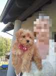 Maltipoo F1  suczka z Rodowodem