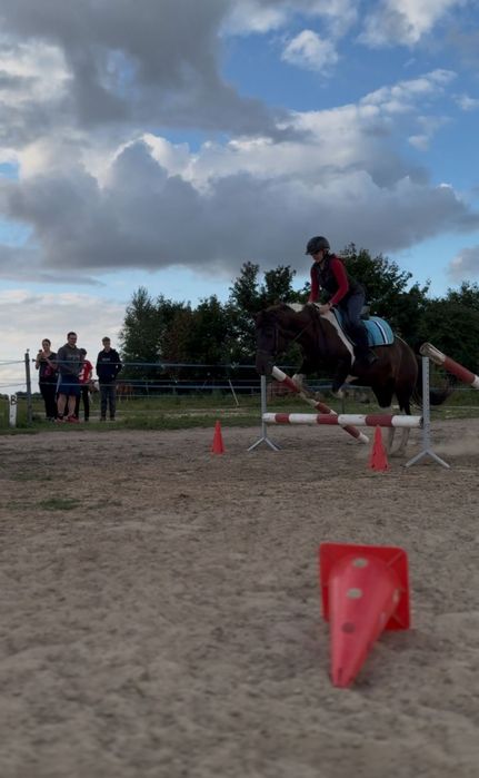 Konie do współdzierżawy